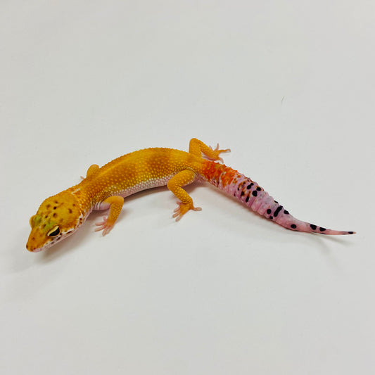 Super Hypo Tangerine Leopard Gecko Male 2025-131