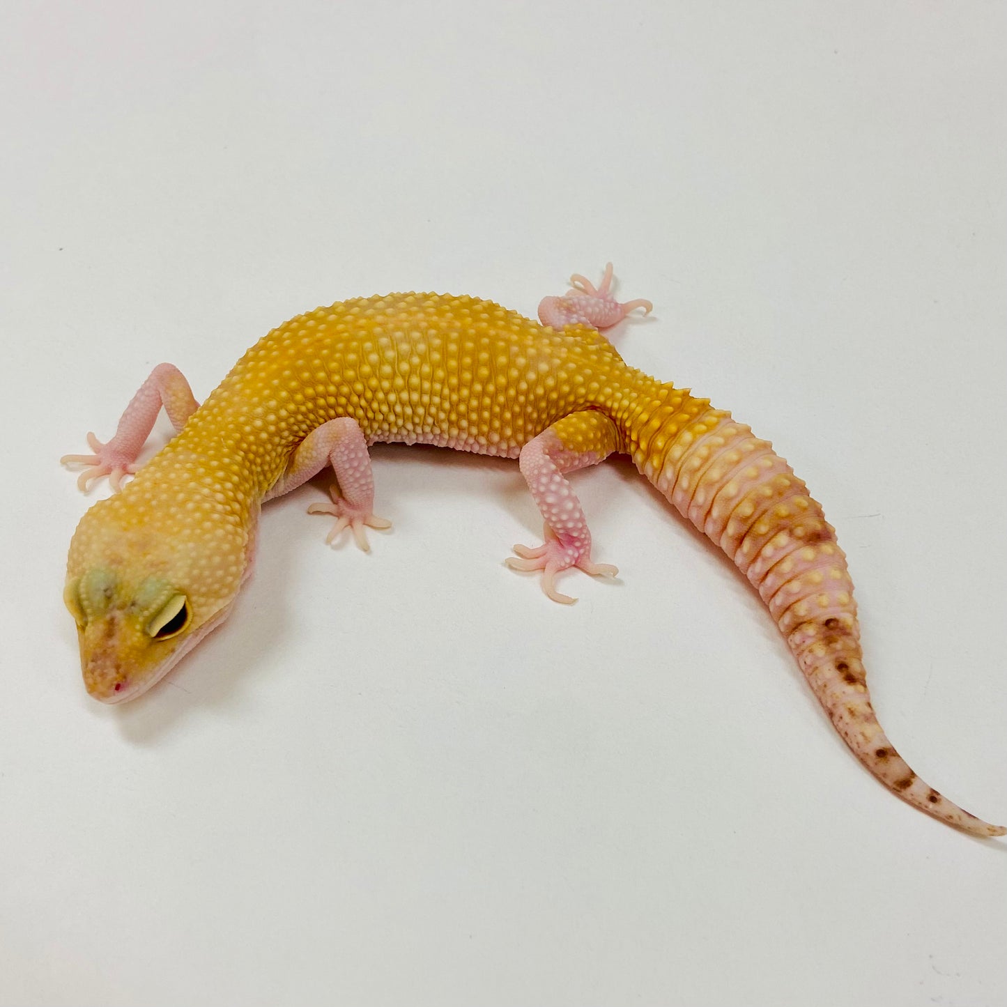 Adult Group 2.3 Raptor Leopard Gecko LBG-08