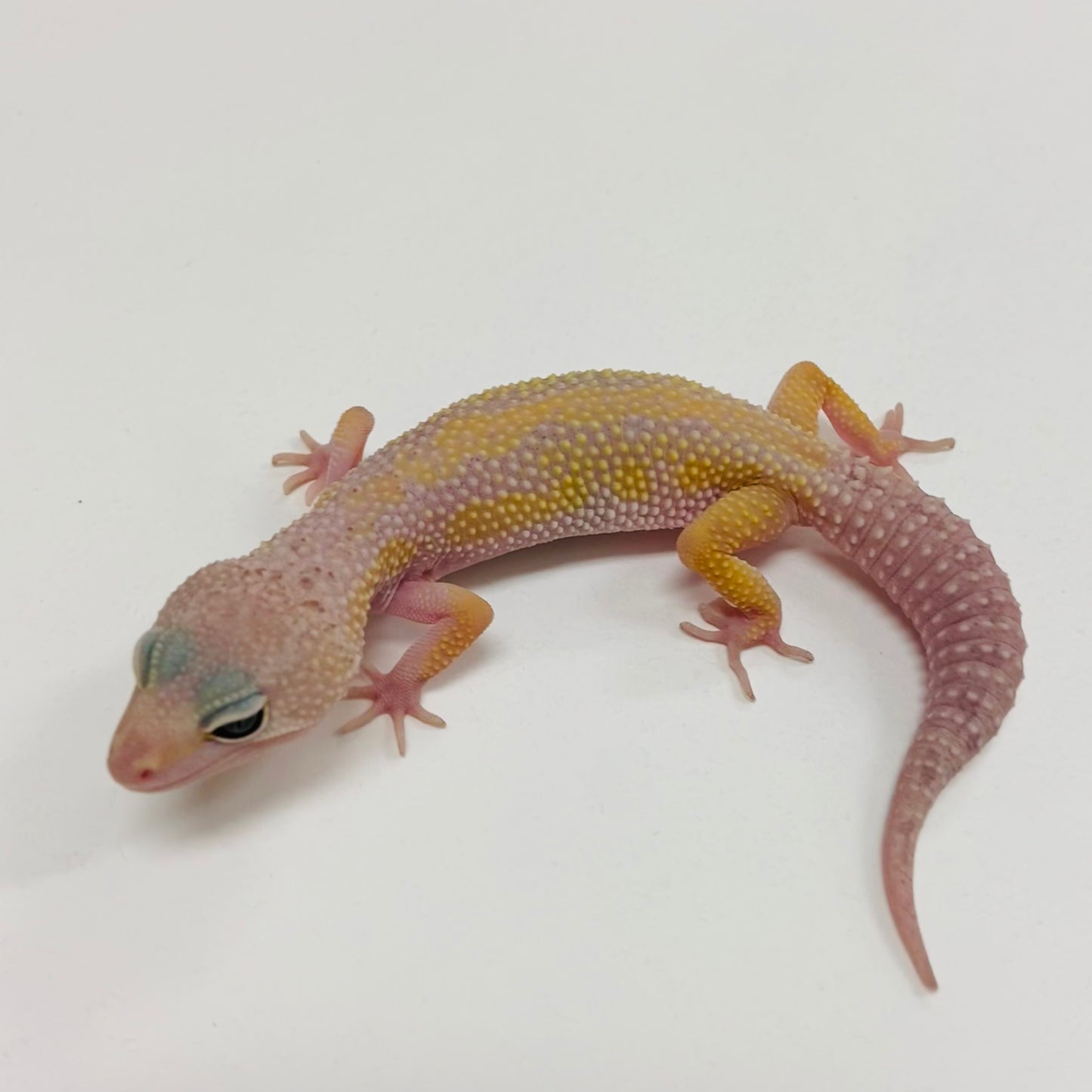 Murphy Patternless Leopard Gecko 2025-145