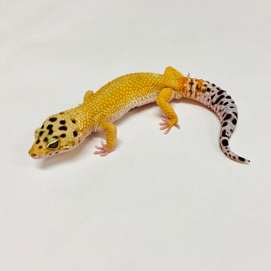 Super Hypo Tangerine Carrot Tail Leopard Gecko Male B-B8-102424-1