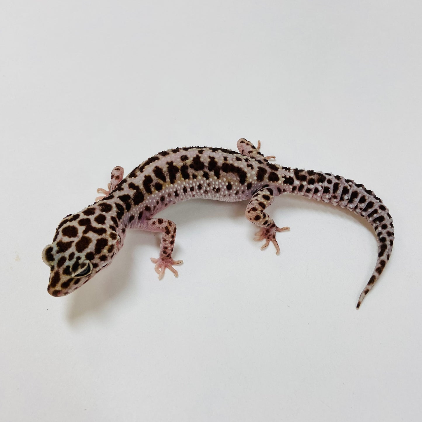 Adult Group 1.4 Lavender Mack Snow Leopard Gecko LBG-15