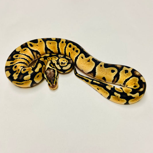 Pastel Het Clown Ball Python Female 2025F01