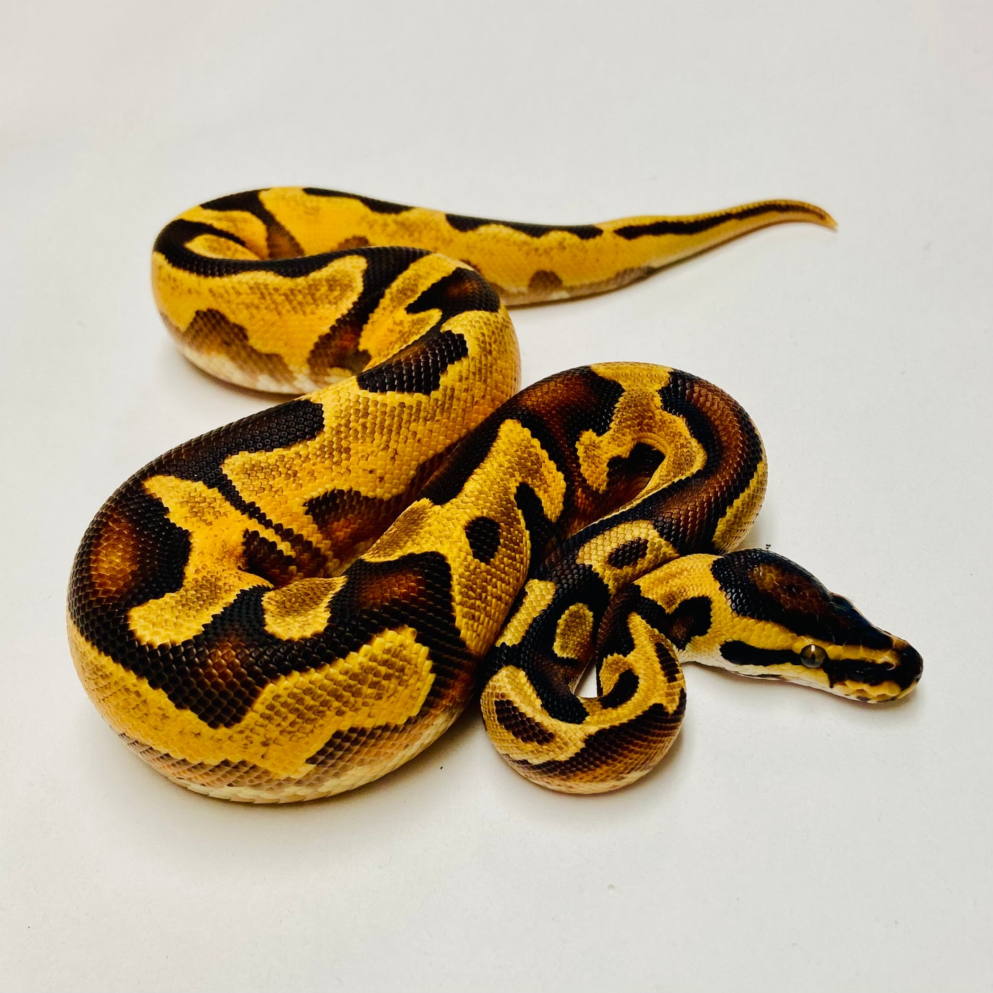 Enchi Orange Dream Leopard Yellowbelly Het Pied Ball Python Male 2025M01