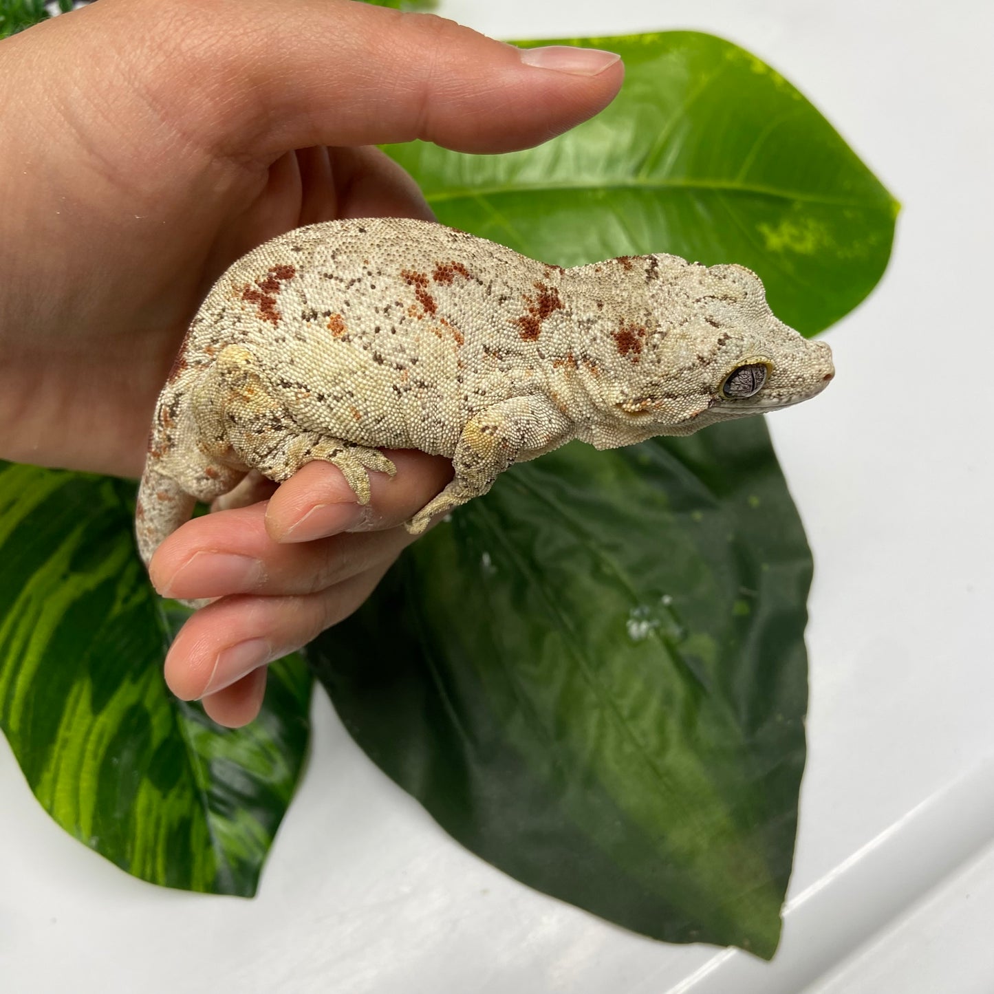 Red Blotched Reticulated Gargoyle Gecko 2023 Male AN234