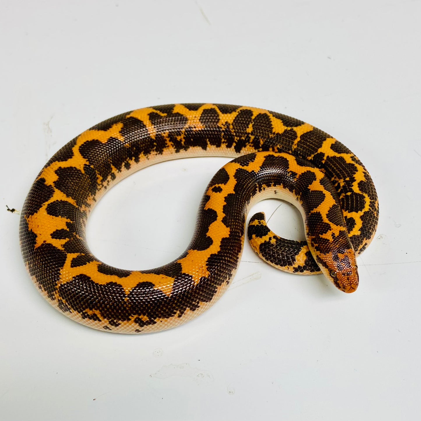 Kenyan Sand Boa Male 2024M08