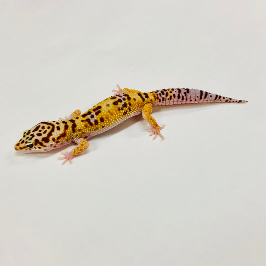 Mack Snow Tremper Albino Leopard Gecko Male H-B8-92024-1