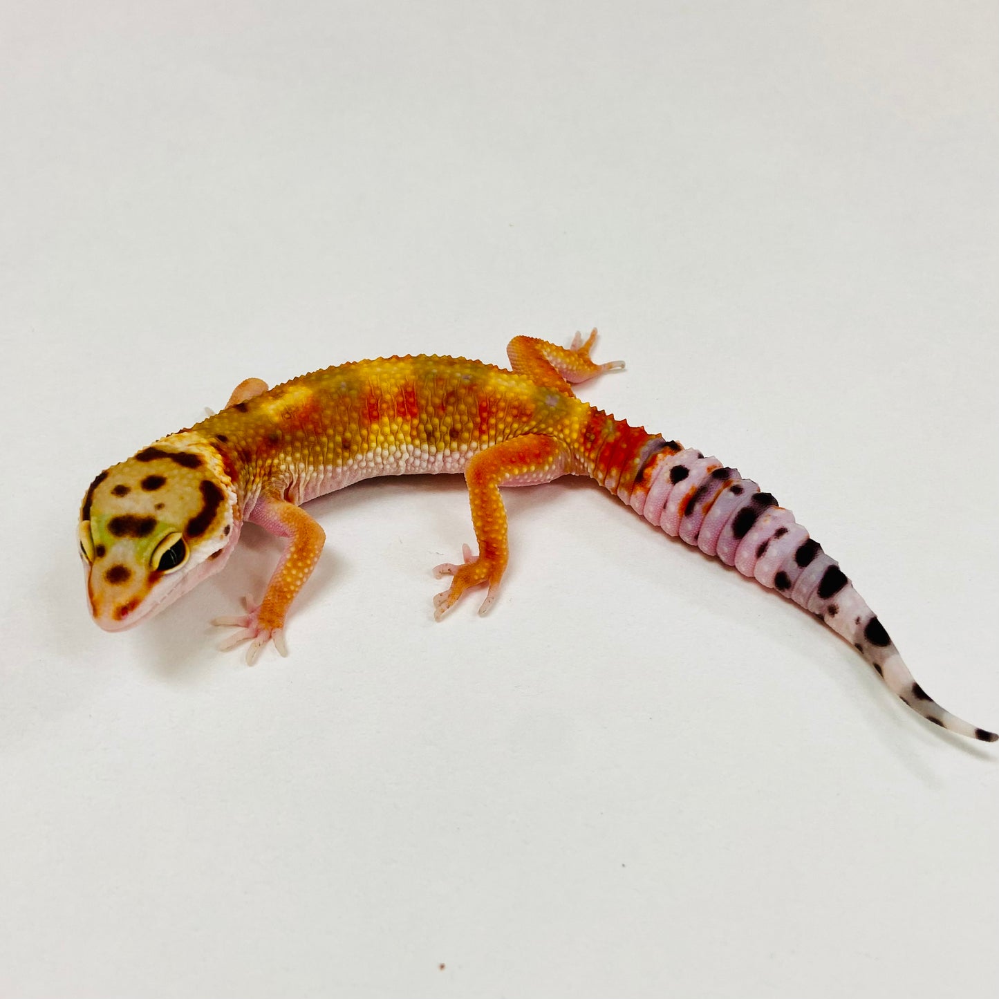 Citrine Leopard Gecko 2025-081