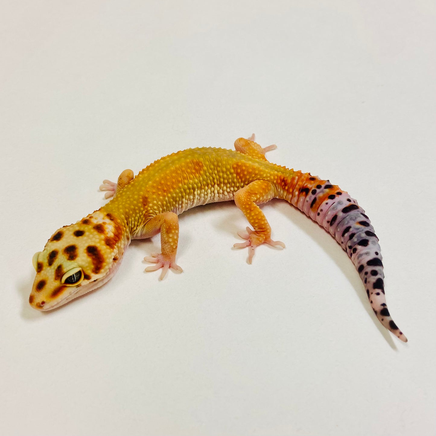 Citrine Leopard Gecko Female 2025-026