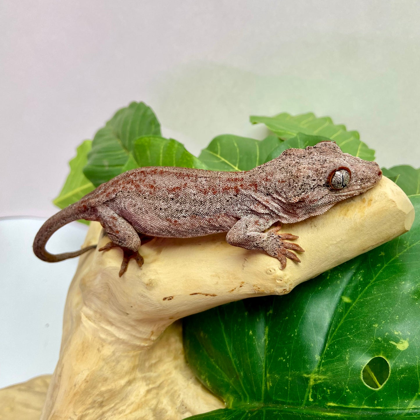 Red Stripe Gargoyle Gecko Adult Female GPB20