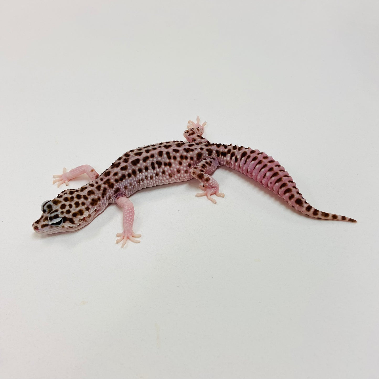 Super Snow W/Y Leopard Gecko Female I-G9-71623-1