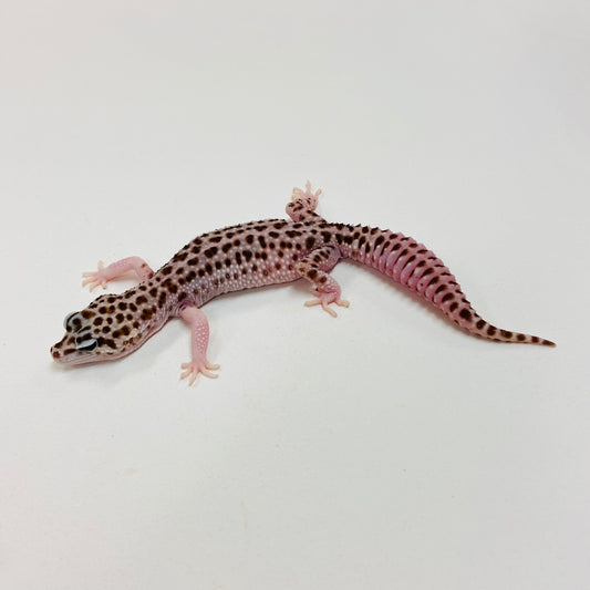 Super Snow W/Y Leopard Gecko Female I-G9-71623-1