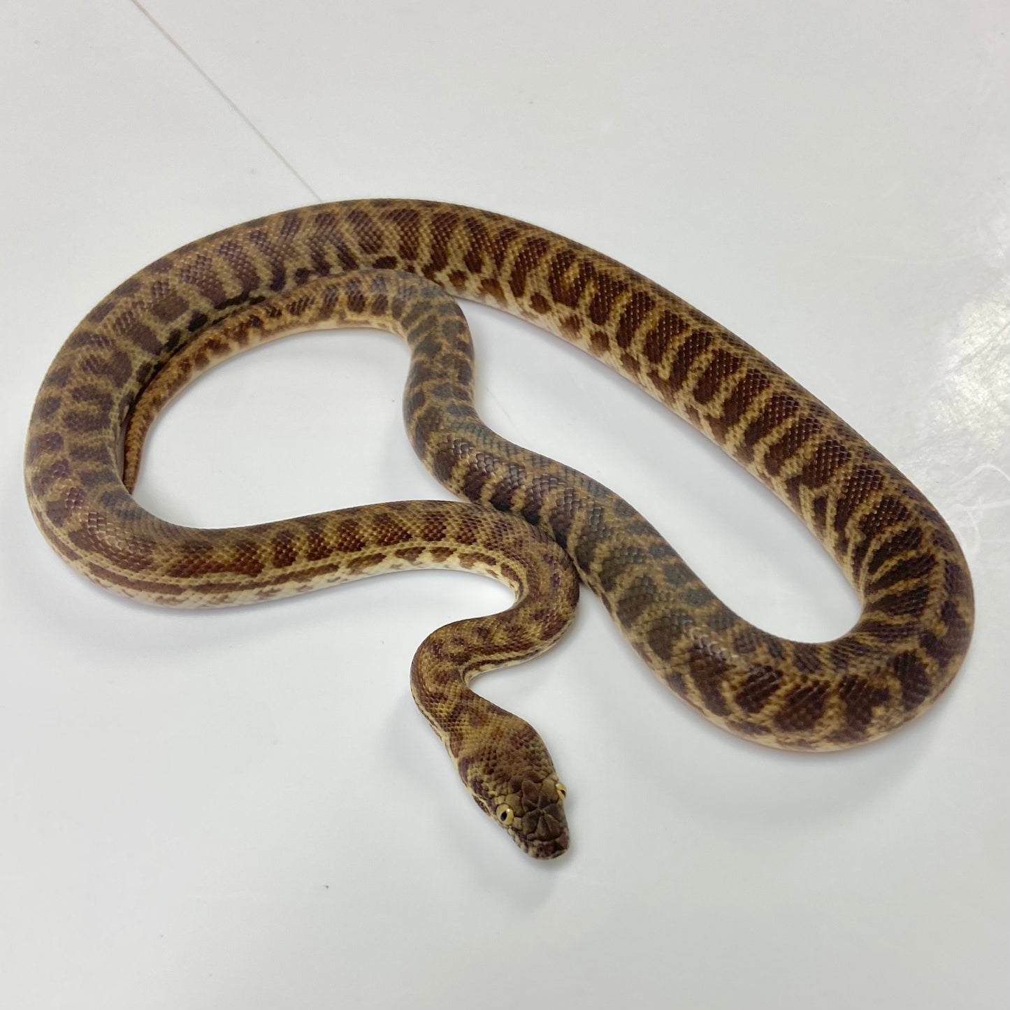 Stimsons Python Male 2024M02