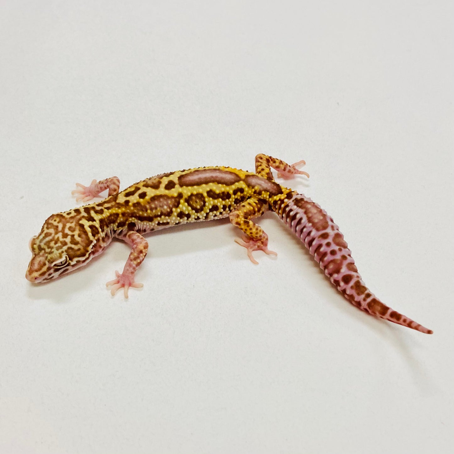Bold Bell Leopard Gecko Male 2025-142