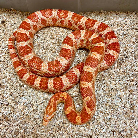Adult Albino Corn Snake Female C17