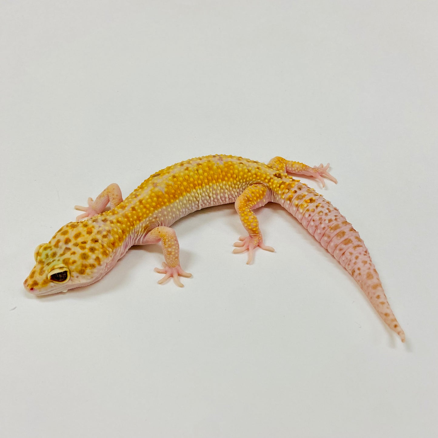 Adult Group 1.4 Sunglow Tremper Eclipse Leopard Gecko LBG-10