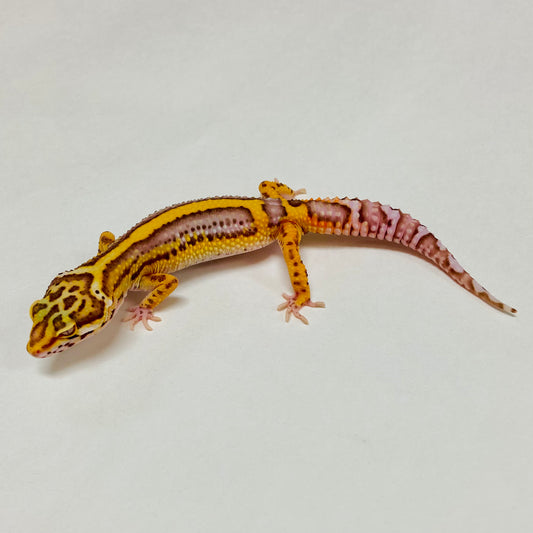Bold Bell Leopard Gecko Female A-B11-122124-2