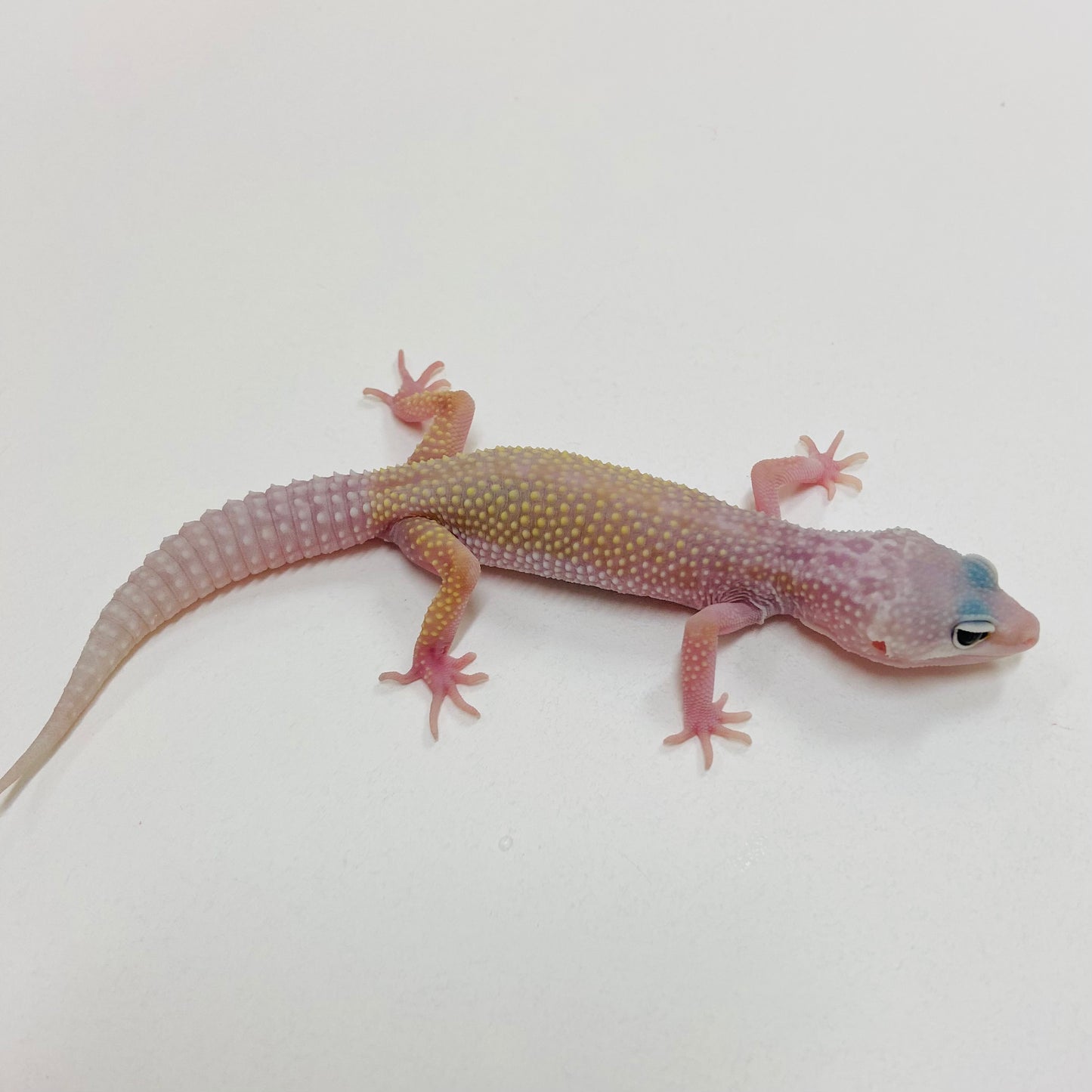 Murphy Patternless Pos MS Leopard Gecko 2025-068