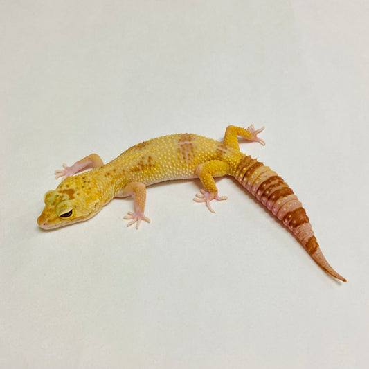 Mack Snow Raptor Leopard Gecko Female A-K11-60619-1