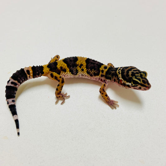Dark Mack Snow Leopard Gecko 2025-012