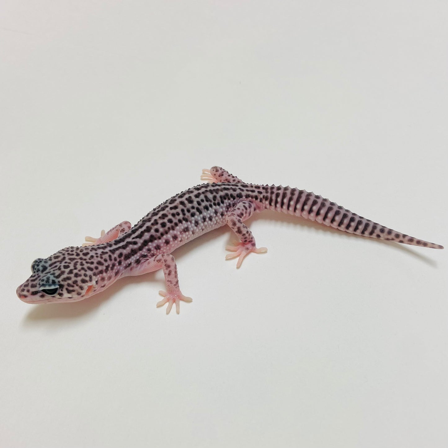 Super Snow Eclipse Leopard Gecko Male 2025-032