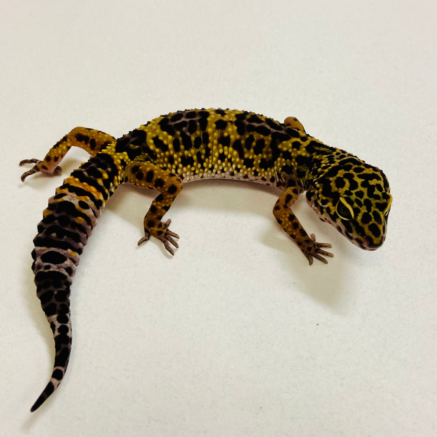 Dark Mack Snow Leopard Gecko Female 2025-185