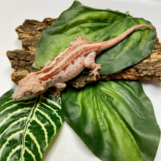 Red Stripe Gargoyle Gecko 2022 Male RB01