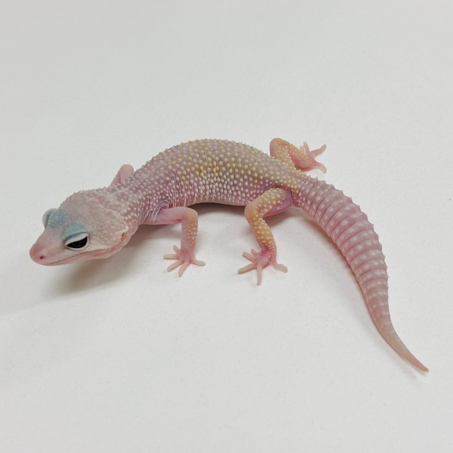 Murphy Patternless Mack Snow Leopard Gecko 2025-169