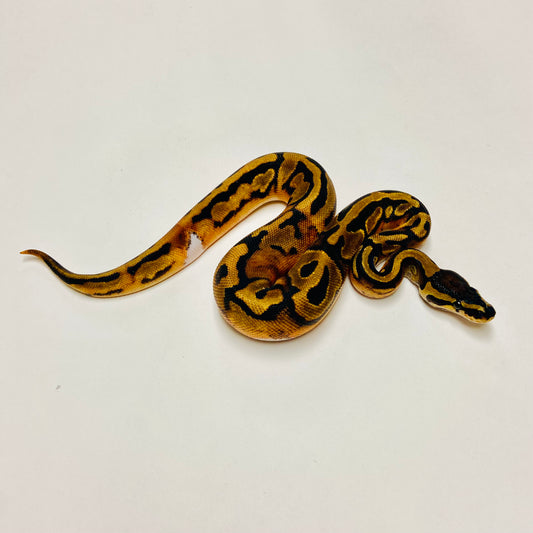 Pied Het Albino Ball Python Female 2025F03