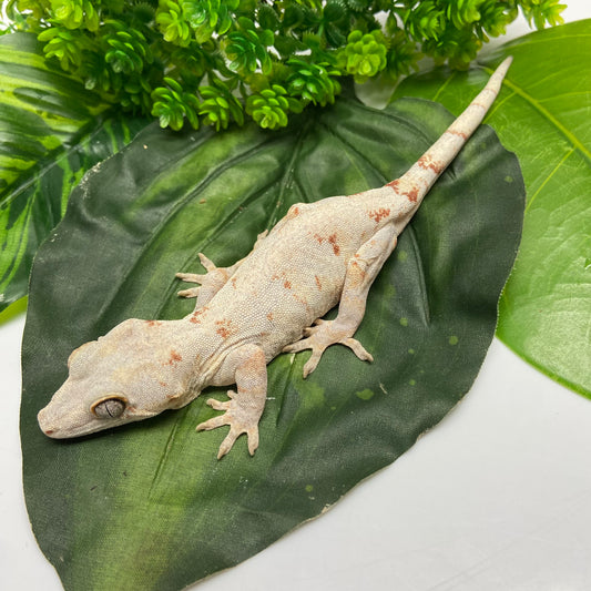 Orange Blotched Reticulated Gargoyle Gecko 2023 Female SL301