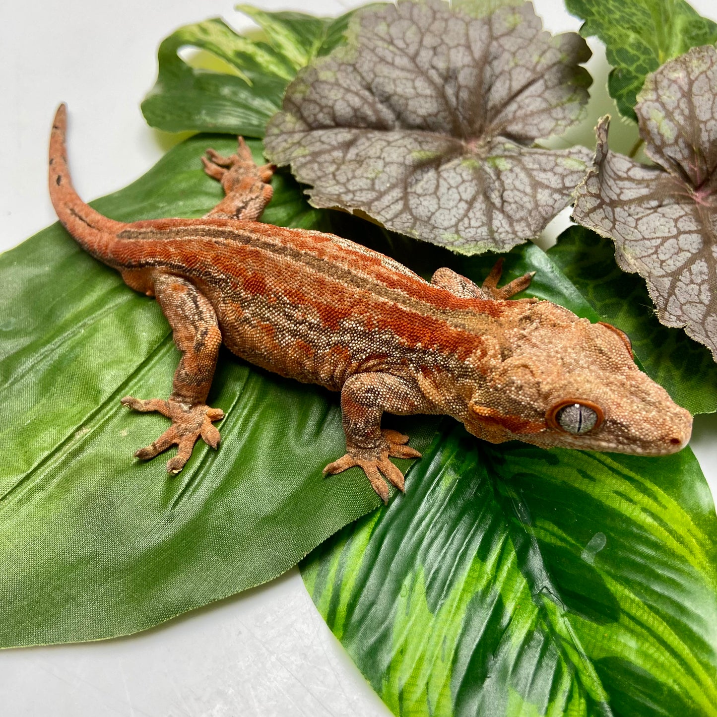 Red Stripe Gargoyle Gecko 2022 Male RB01