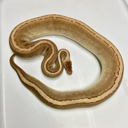 Adult Pinstripe Red Stripe Pos Vanilla Ball Python Male 06