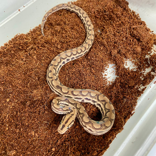 Colombian Rainbow Boa 2025 Female F02