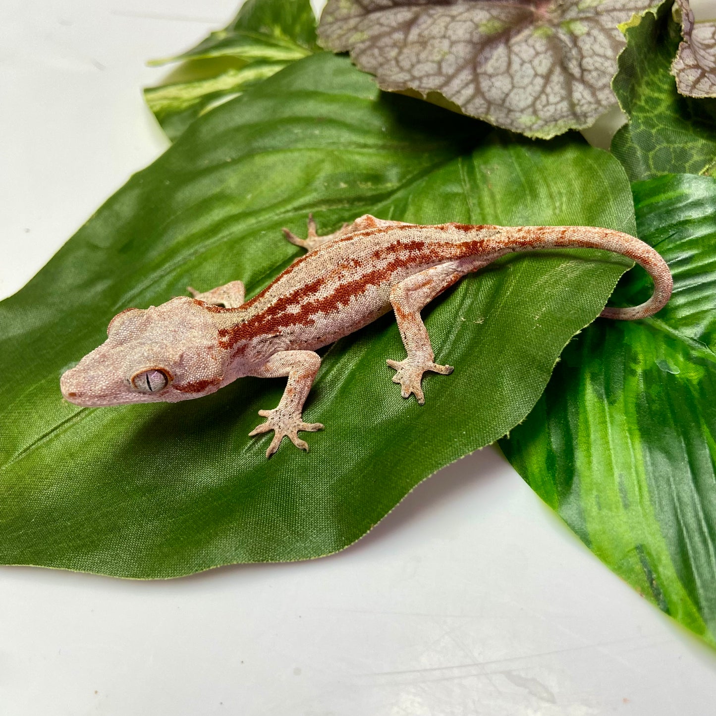 Red/Orange Stripe Gargoyle Gecko 2024 Female 100124-10