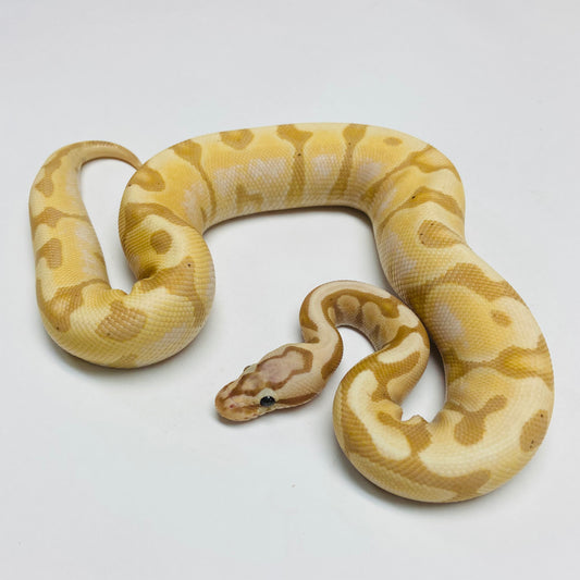 Banana Pastel Enchi Ball Python - Female #2022F01