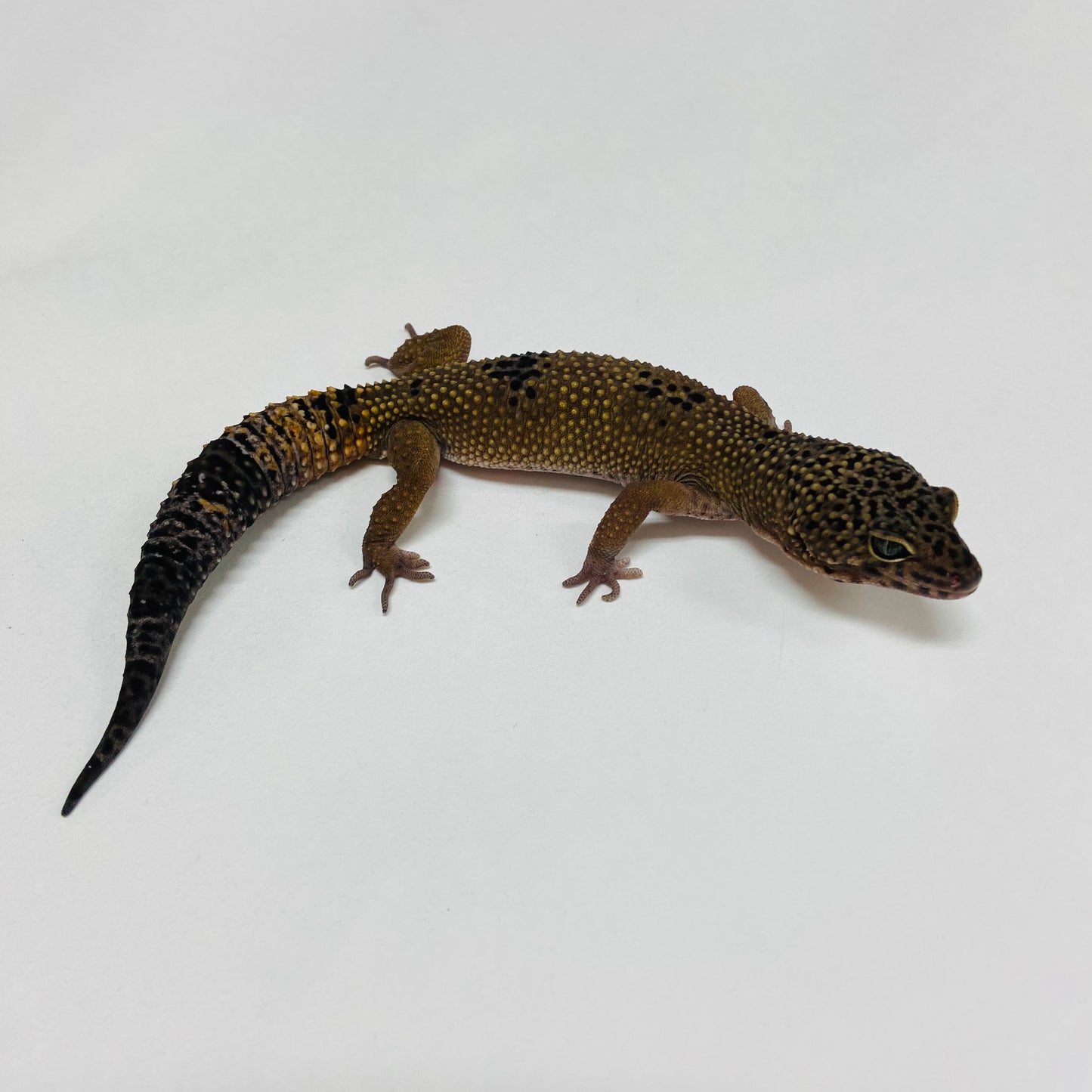 Dark Mack Snow Leopard Gecko Male B-B4-70824-1
