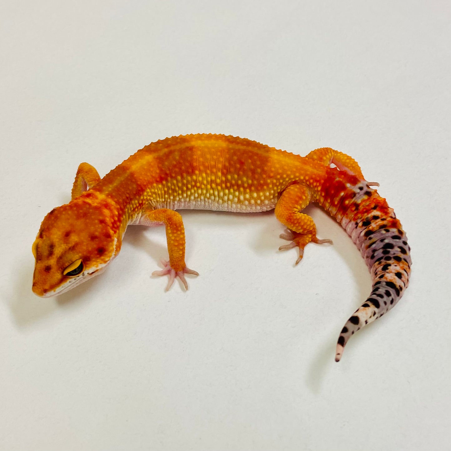 Dark Tangerine Leopard Gecko Female 2025-181