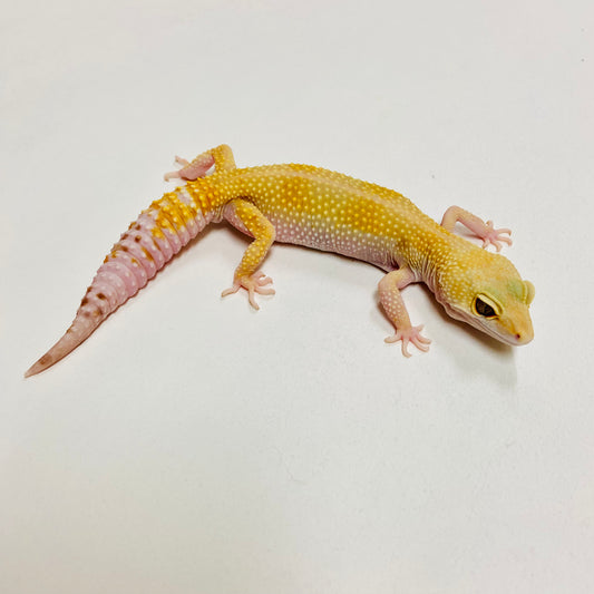Leopard Gecko Male- Adopt LG05