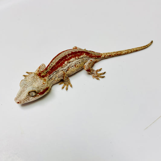 Gargoyle Gecko- Adopt GG01