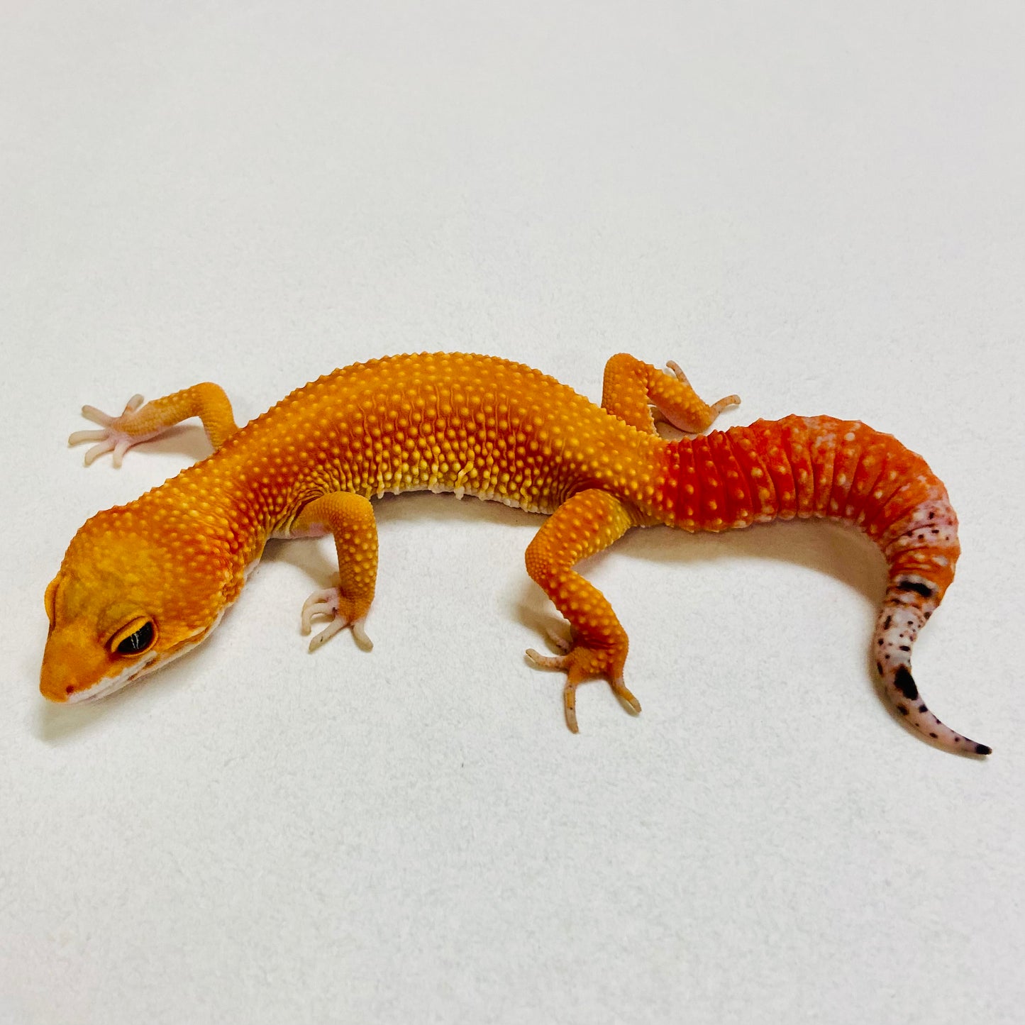 Dark Tangerine Leopard Gecko Female 2025-206