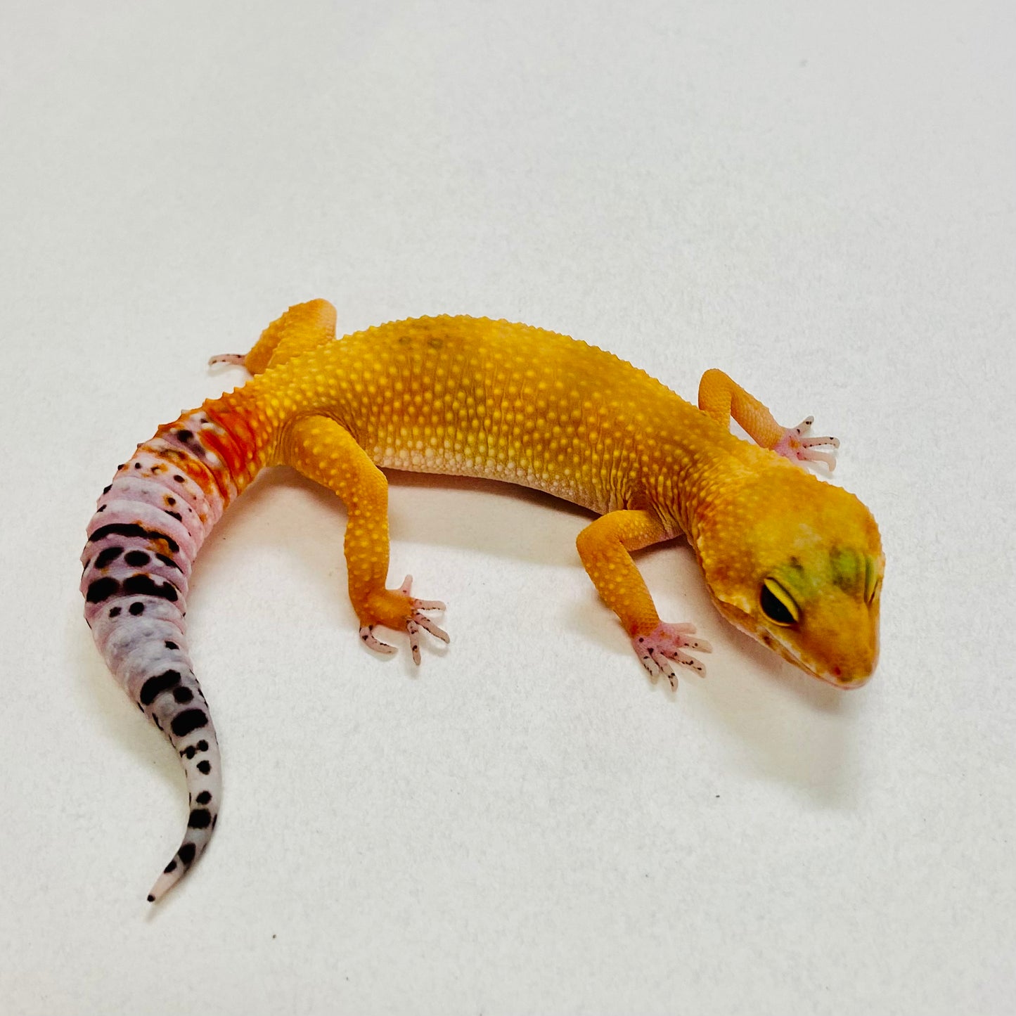 Tangerine Leopard Gecko Pos Female 2025-119