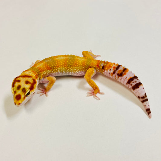 Tangerine Raptor Leopard Gecko  Female 2025-030