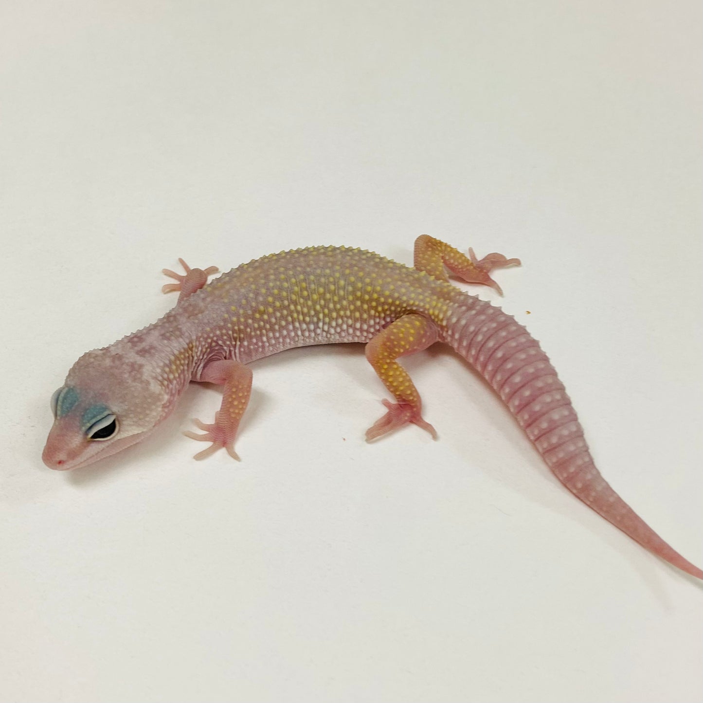 Murphy Patternless Leopard Gecko 2025-108