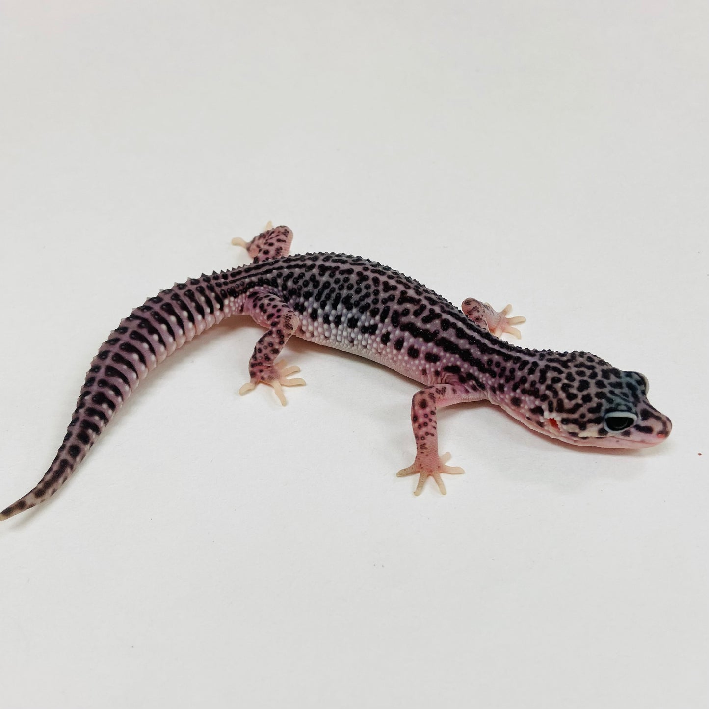 Dark Super Snow Reverse Stripe Leopard Gecko 2025-088