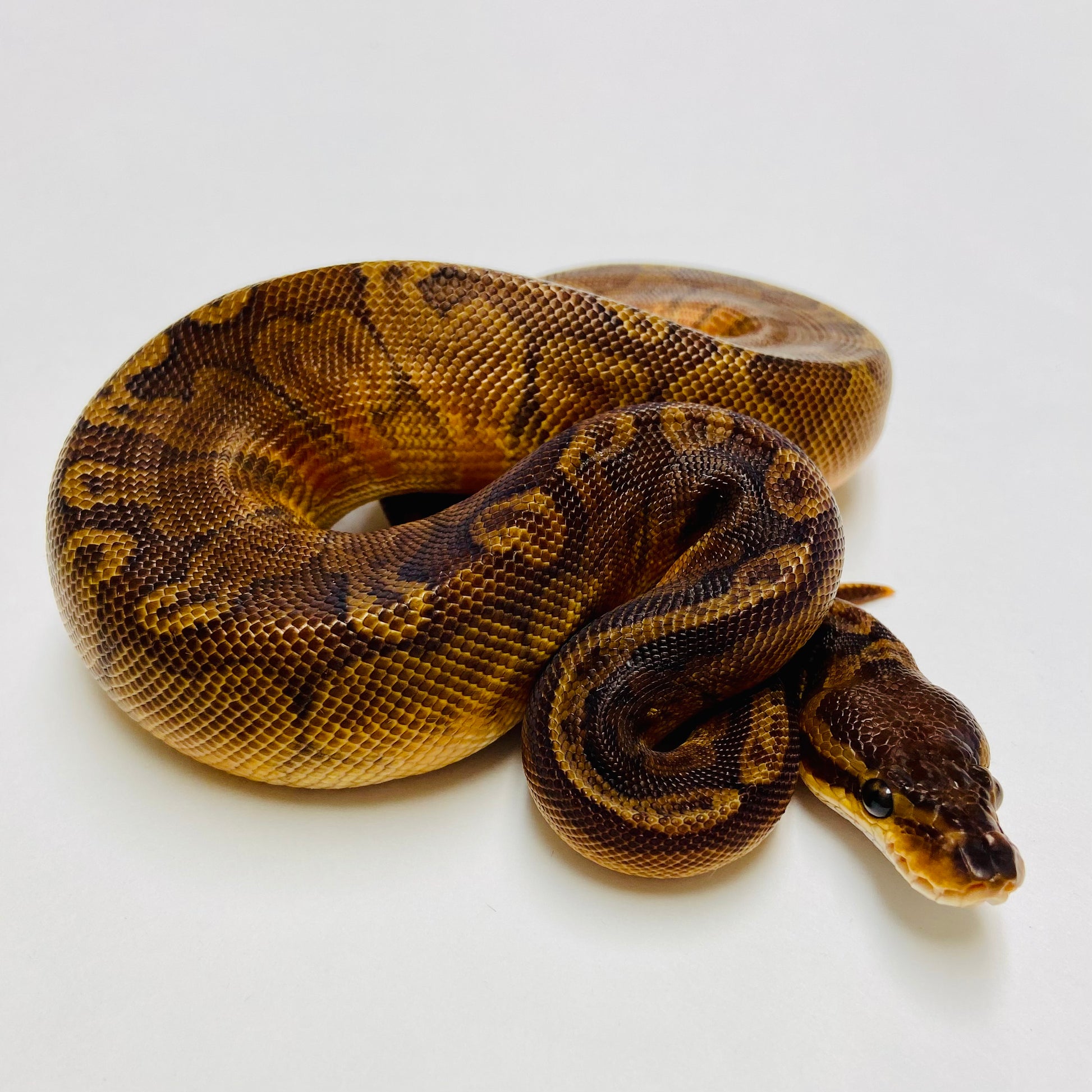 Sunset Ball Python - Female #2023F02