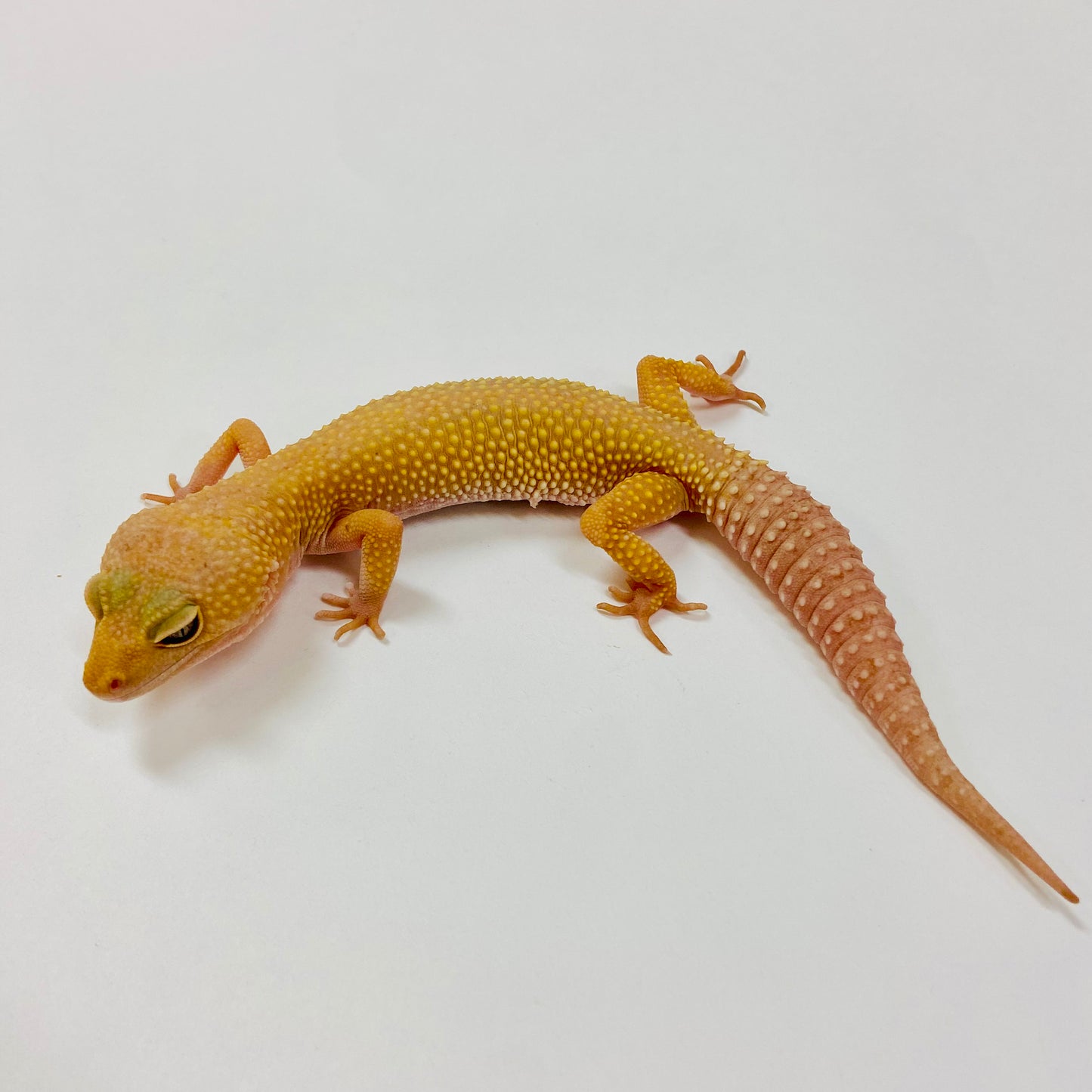 Adult Group 2.4 Dark Murphy Patternless Mack Snow Leopard Gecko LBG-04