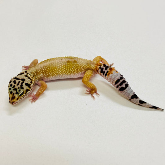 Tangerine Leopard Gecko Female 2025-116