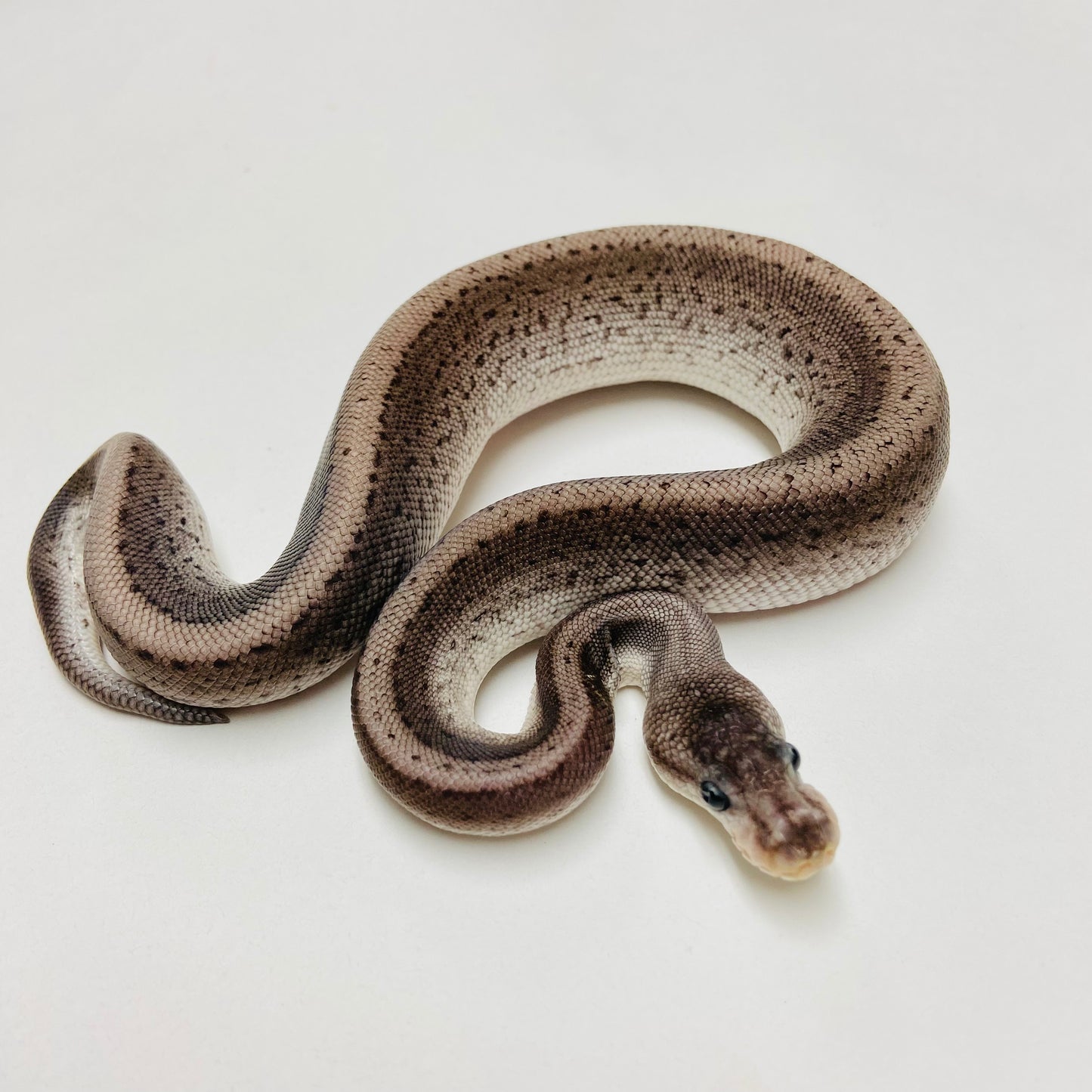 Super Lori Leopard Pinstripe Ball Python Male 2025M01