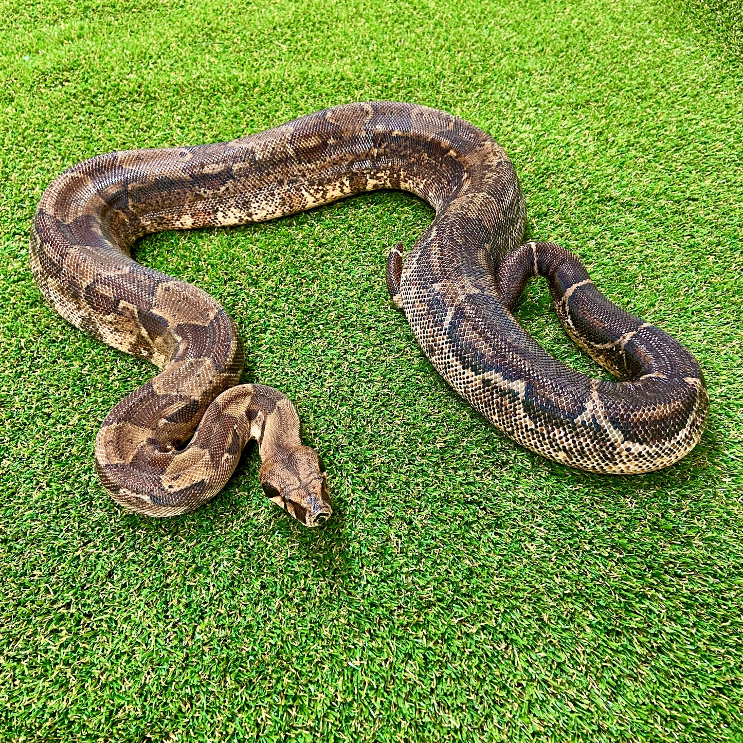 Hypo Het Leopard Boa Constrictor 2019 Male B06