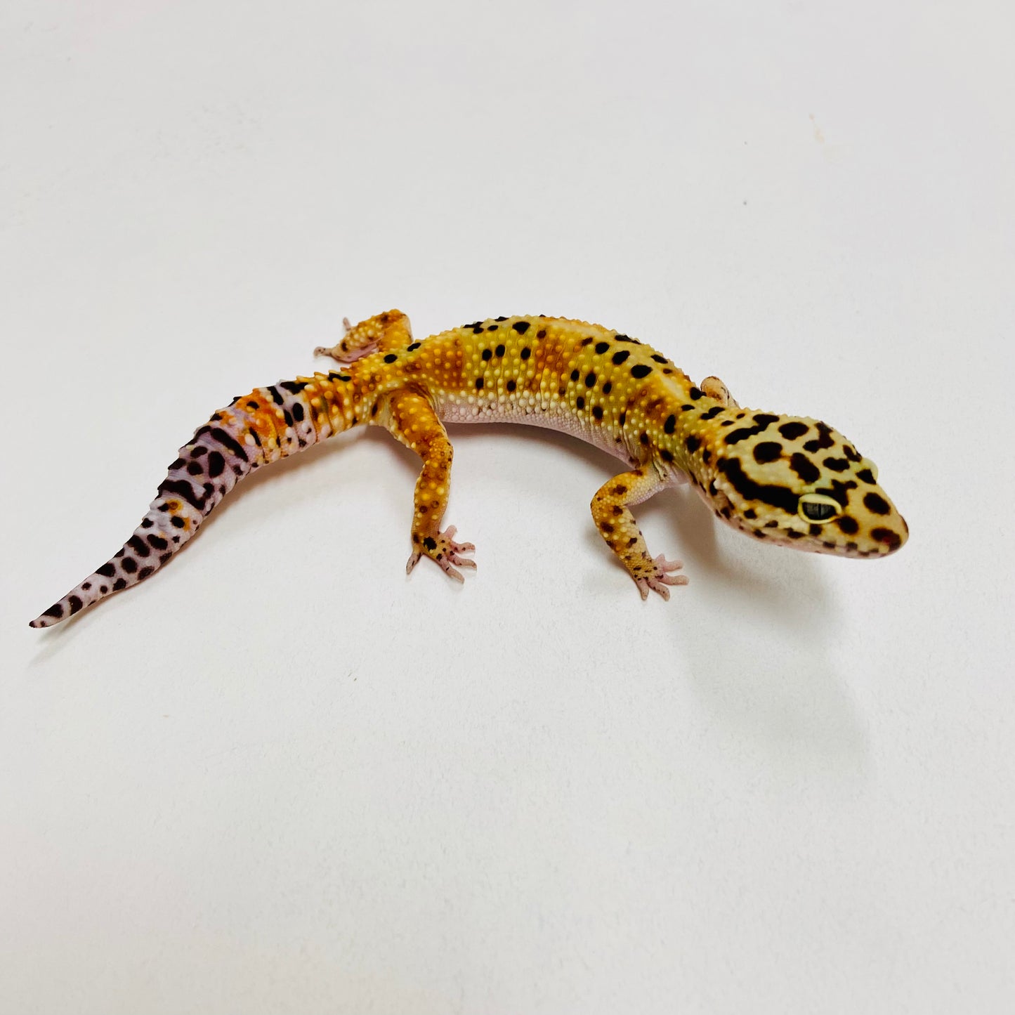 Leopard Gecko Female- Adopt LG01