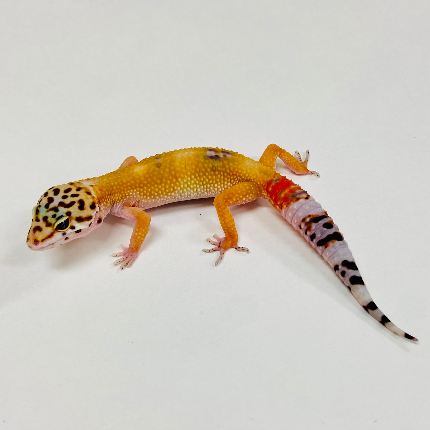 Tangerine Leopard Gecko 2025-086